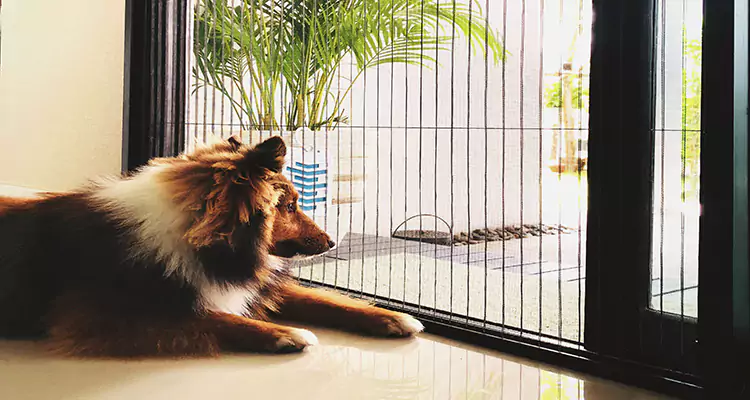 Sliding Screen Pet Door Repair in Oakley, CA