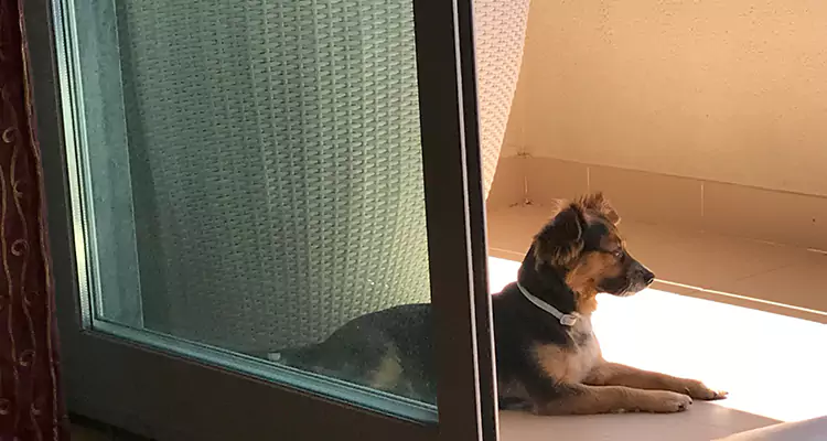 French Door Pet Screen Repair in Oakley, CA